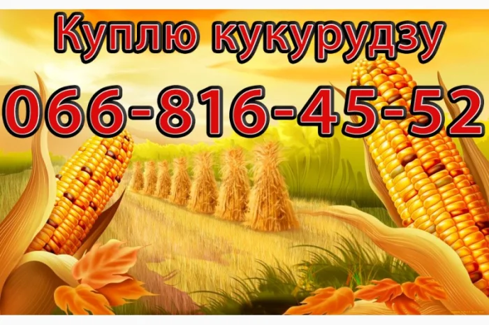 Кукуруза в любых объемах- фото № 1