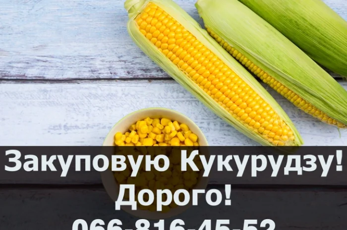 Закупка кукурузы от производителя в Полтавской области- фото № 1