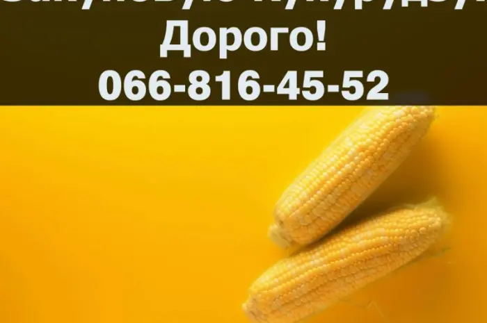 Покупаем кукурузу на выгодных условиях- фото № 1