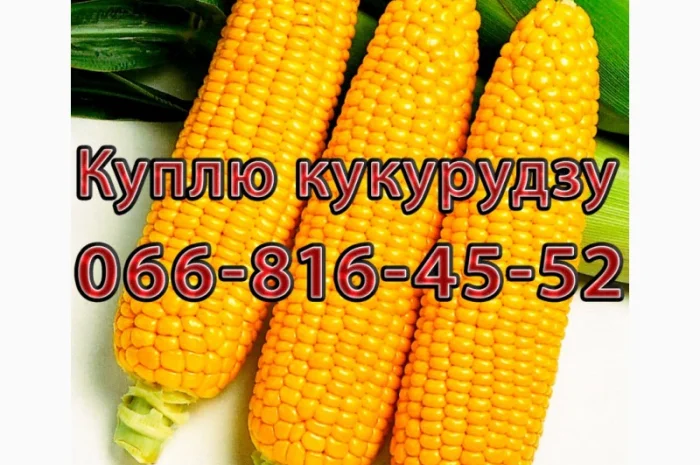 Закупка кукурузы цьогорічного урожаю- фото № 1