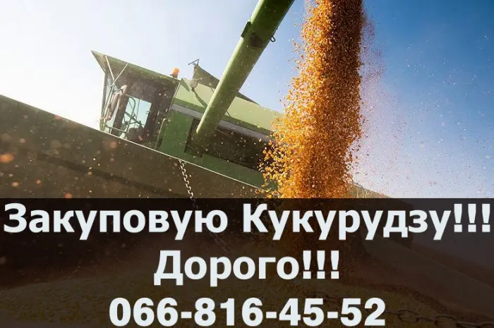 Купуємо кукурудзу великим оптом, оплата на вагах- фото № 1