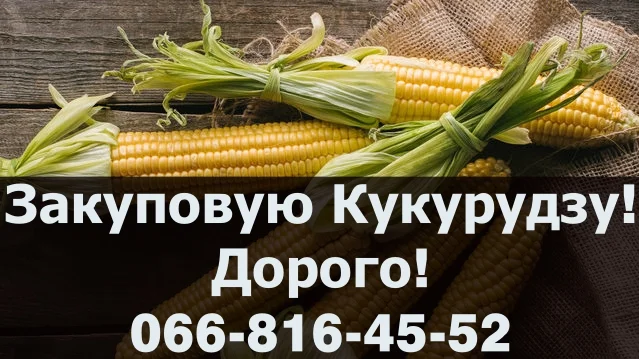 Закупка кукурузы 2024 года урожая- фото № 1