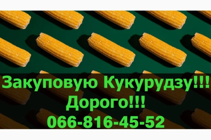 Закупівля кукурудзи в будь-яких обсягах- фото № 1