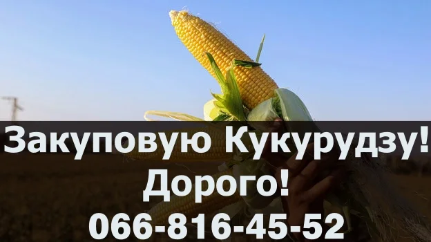 Закупка кукурузы по высоким ценам- фото № 1