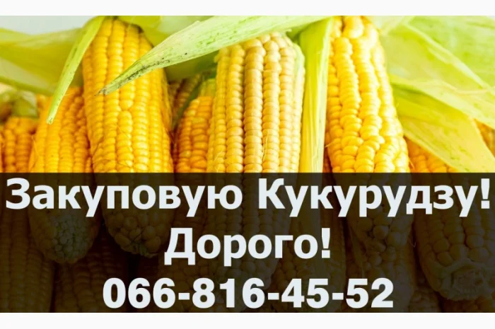 Покупка кукурузы в любом объеме- фото № 1