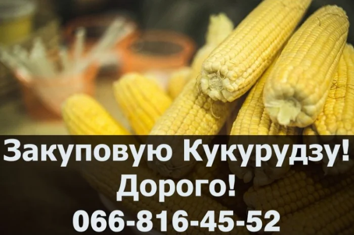 Покупаем кукурузу дорого- фото № 1