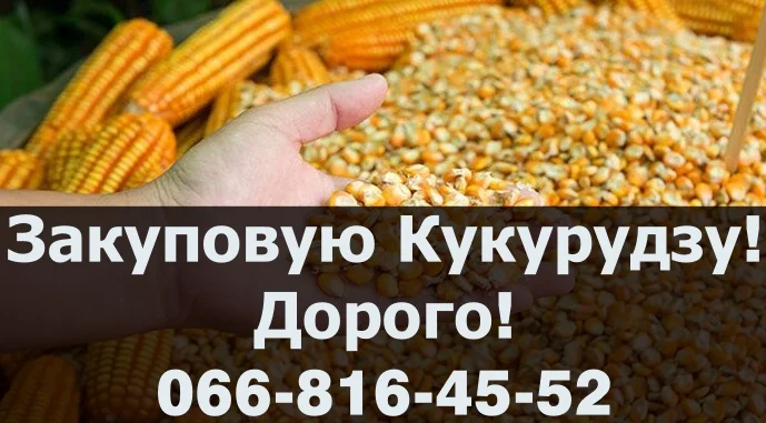 Придбаю Кукурудзу, на постійній основі у необмежених обсягах!ДОРОГО- фото № 1