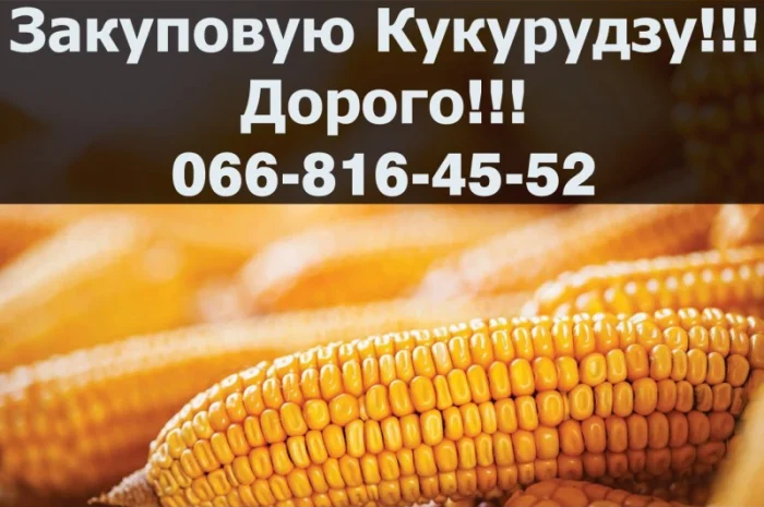 Придбаю кукурудзу від фермерів та населення!Наявні Контракти!Дорого- фото № 1