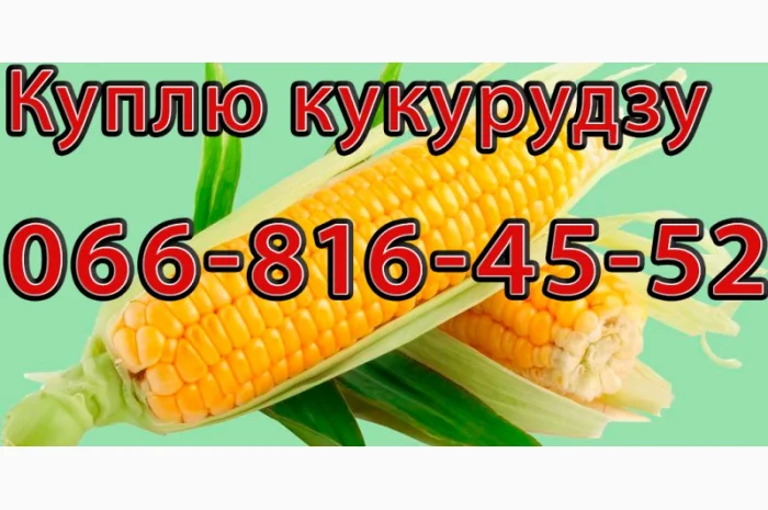 Закупка кукурузы цьогорічного урожаю в Полтаве- фото № 1
