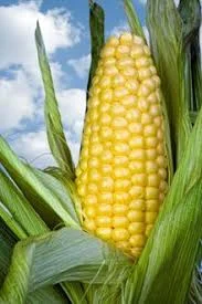 Гибрид Латизана ФАО 320 семена кукурузы на продажу- фото № 1