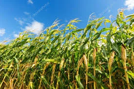 Гибрид Фризби ФАО 260 - семена кукурузы- фото № 1