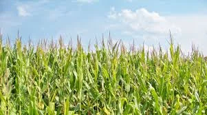 Насіння кукурудзи Гібрид LG 30360 ФАО 340- фото № 1