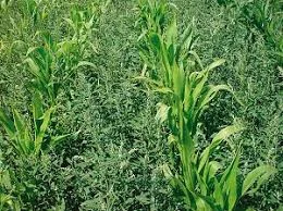 Насіння кукурудзи АРТУА ФАО 270 на продаж- фото № 1