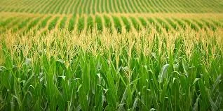 Семена кукурузы Солонянский 298 СВ на продажу- фото № 1