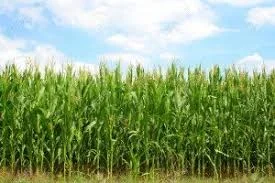 Насіння кукурудзи РАМ 8143 ФАО 260 на продаж- фото № 1