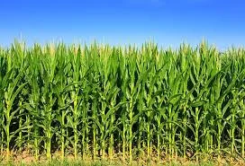 Продаж насіння кукурудзи Дніпровський 181 СВ ФАО 180- фото № 1