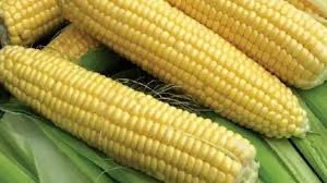 Кукурудза ЯНИС ФАО 270 на продаж- фото № 1