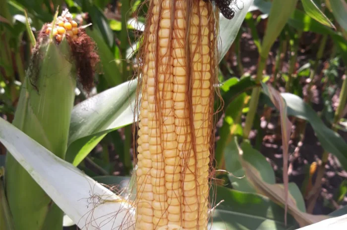 Гибрид кукурузы Меган (FAO 250) семена в продаже- фото № 1