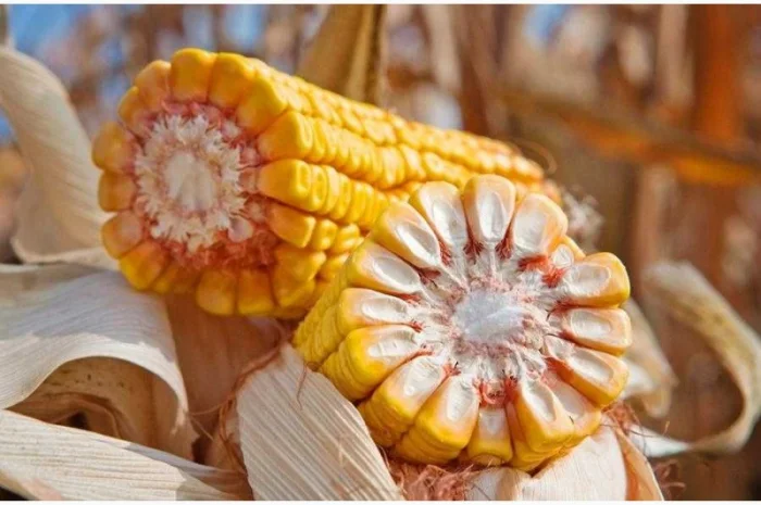 Продаж насіння кукурудзи гібрид Тіадор ФАО 360- фото № 1