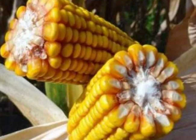 Насіння кукурудзи гібрид Марсель ФАО - 280- фото № 1