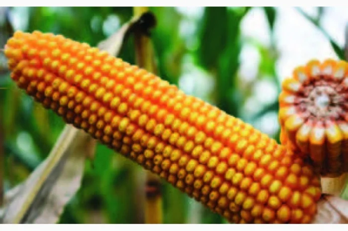 Продаж насіння кукурудзи- фото № 1