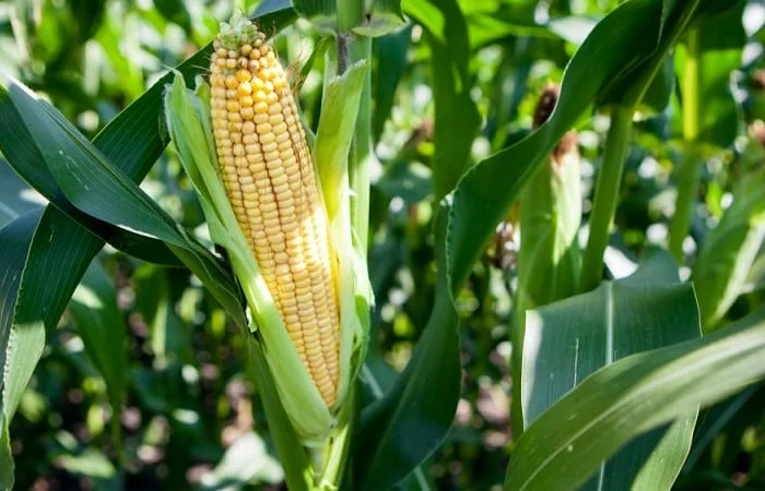 Семена кукурудзи гібрида ларсон на продаж- фото № 1