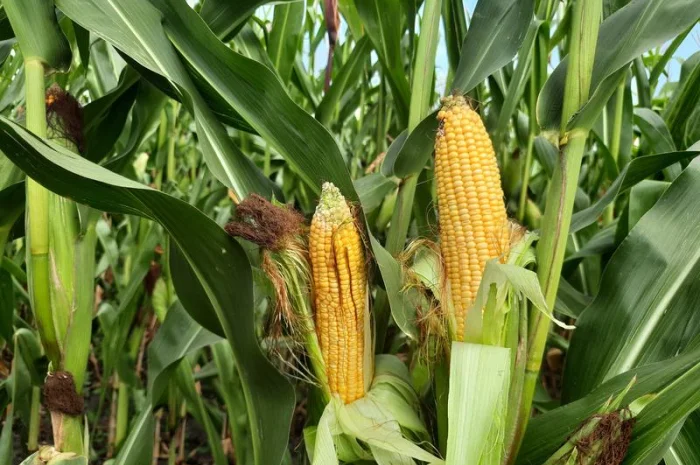 Насіння кукурудзи Матео ФАО 320 для продажу- фото № 1