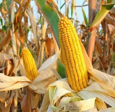 Продажа насіння кукурудзи гібрид Монблан ФАО 320- фото № 1