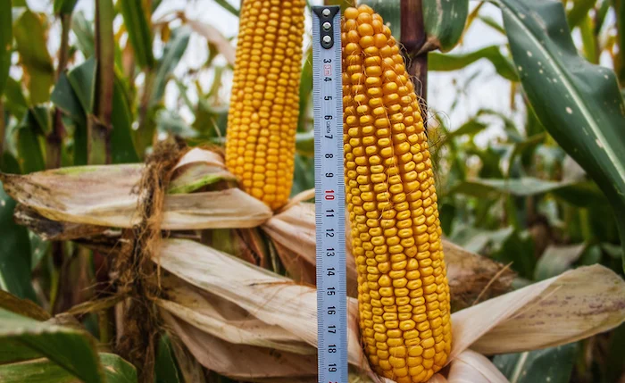 Кукуруза гибрид ДАНИЭЛЬ ФАО 280- фото № 1