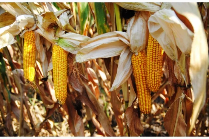 Семена кукурузы Блейд ФАО 300 на продажу- фото № 1