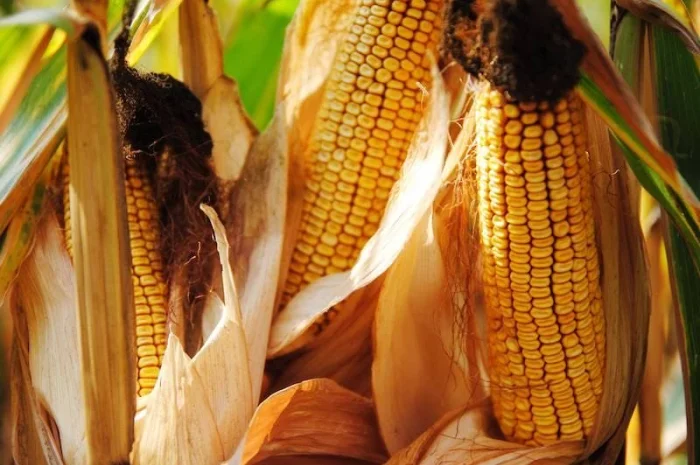 Продаж насіння кукурудзи гібрид руні фао 320- фото № 1