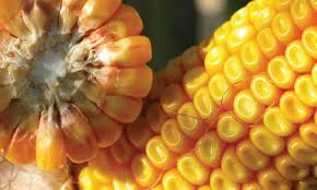 Кукурудза гібрид ДАНІЕЛЬ для покупки- фото № 1