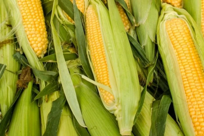 Насіння кукурудзи гібрид Арлен ФАО 300 - продаж- фото № 1