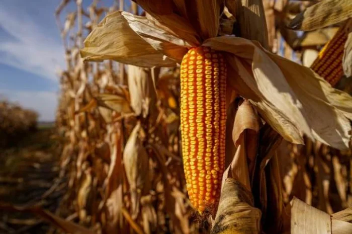 Продажа Насіння кукурудзи ДН Аджамка ФАО 350- фото № 1