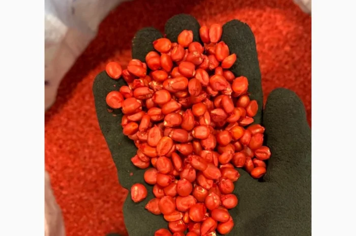 Насіння кукурудзи гібрид БАРТОН ФАО 220 на продаж- фото № 2