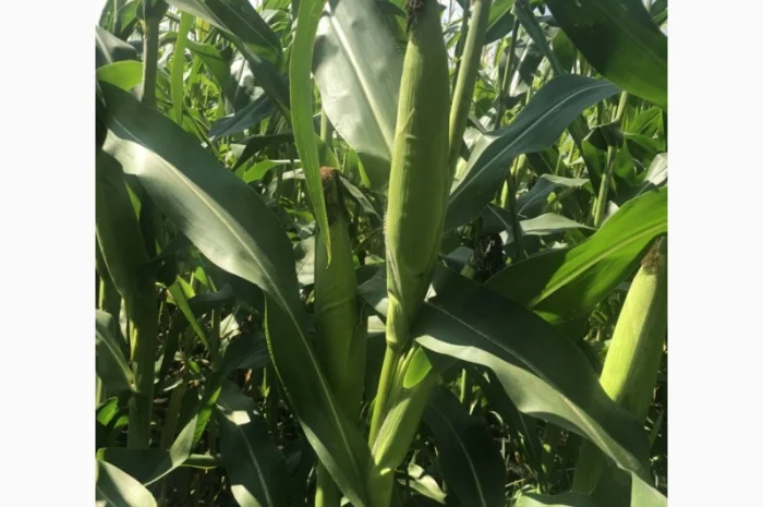 Насіння кукурудзи гібрид БАРТОН ФАО 220 на продаж- фото № 3