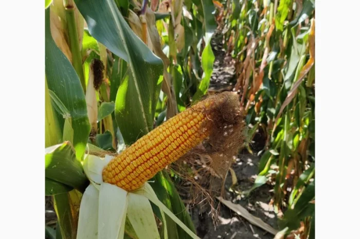 Насіння кукурудзи ЛАРСОН (ФАО 250)- фото № 1