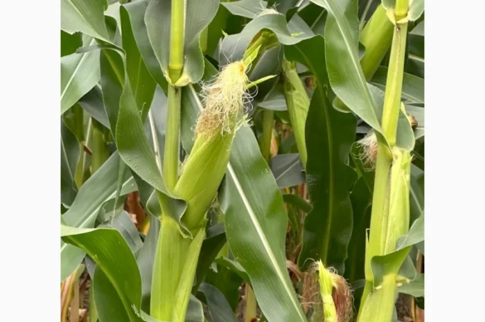 Насіння кукурудзи Девіс ФАО 280- фото № 1