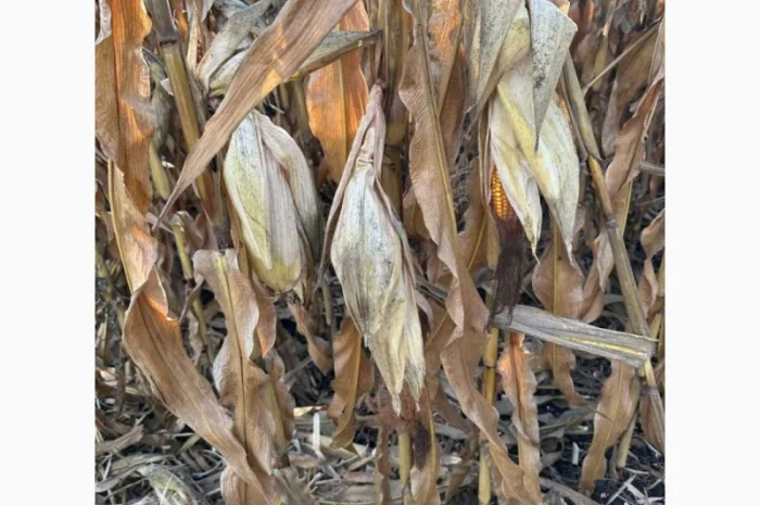 Насіння кукурудзи ДБ Хотин ФАО 280 від Рост Агро- фото № 1