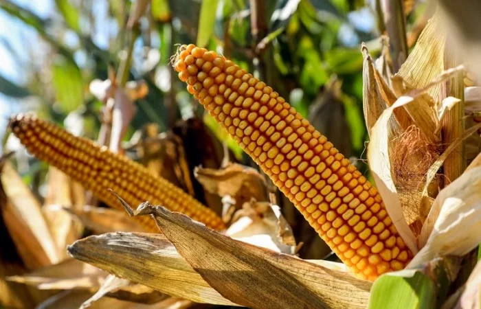 Продажа Насіння кукурудзи Файєт ФАО 330- фото № 1