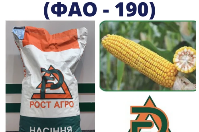 Насіння кукурудзи ДН Синевир (ФАО 190) продажа- фото № 1