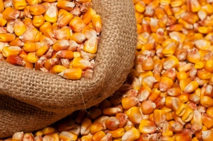 Купівля кукурудзи кормової на експорт- фото № 1