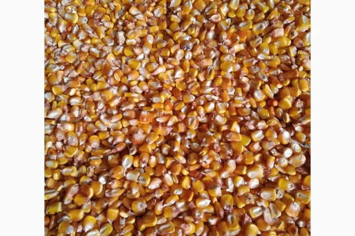 Закупка кукурузы в Ивано-Франковске- фото № 1