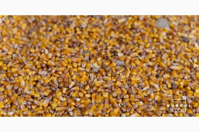 Закупка кукурузы в Волынской области- фото № 1