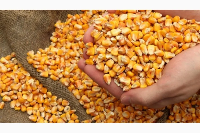 Закупівля кукурудзи в Тернопільській області- фото № 1