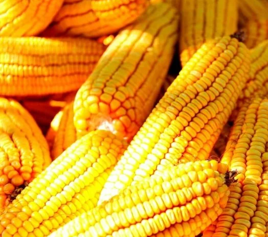 Кукуруза Дніпровський 181 СВ на продаж- фото № 1