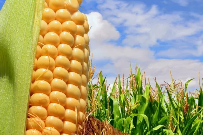 Кукурудза Кремінь 200 СВ на продажу- фото № 1