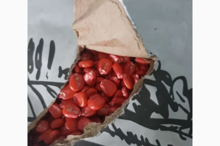 Кукурудза Кремінь 200 СВ на продажу- фото № 2