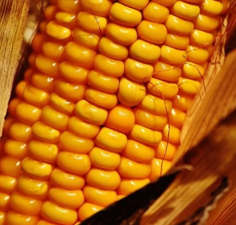 Кукурудза ДН Пивиха на продаж- фото № 1