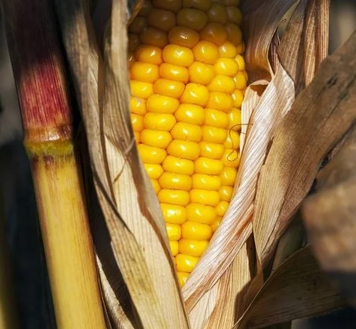 Кукурудза Кремінь 200 СВ на продажу- фото № 1